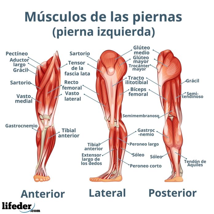 Musculos-de-las-piernas